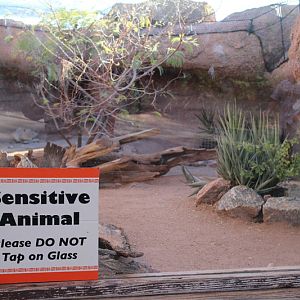 Fennec fox exhibit (with sign for idiots)