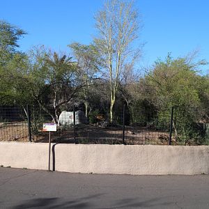 spotted hyena exhibit