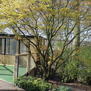 capuchin enclosure extension Dudley Zoo 26 March 2017