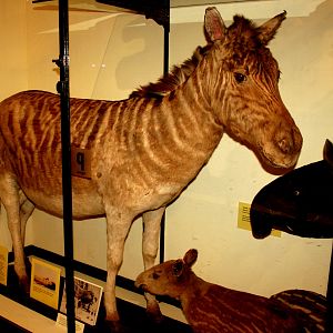 Quagga; Tring; 17th March 2017