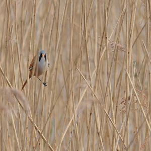 Bearded Reedling at Titchwell Marsh, 28/03/17