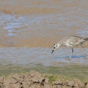 Grey Plover at Titchwell Marsh, 28/03/17