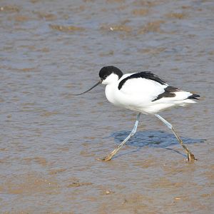 Pied Avocet at Titchwell Marsh, 28/03/17