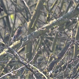 Red-flanked Bluetail at Titchwell Marsh, 28/03/17