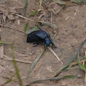 Violet Oil Beetle, Mouth of the Nene, 28/03/17