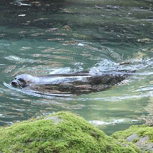 Ringed seal