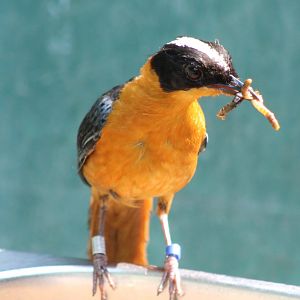 Snowy-capped robin-chat
