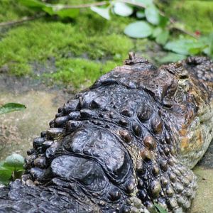 Broad-snouted caiman