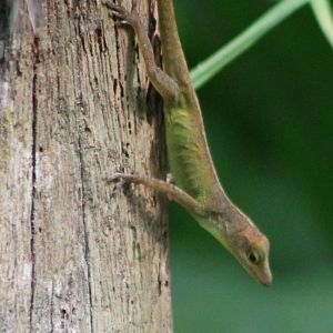 Anole