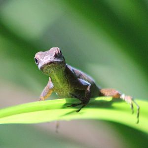Anole