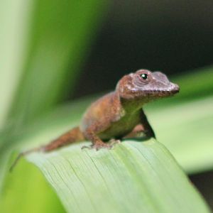 Anole