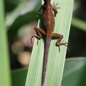 Anole