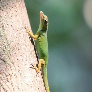 Anole