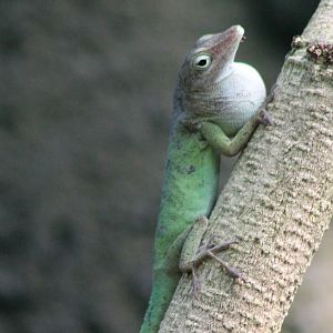 Anole