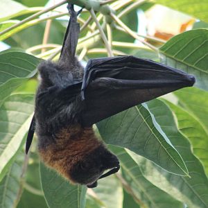 Flying fox