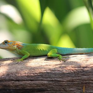 Anole