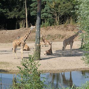 Giraffes