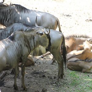 Eastern white-bearded wildebeests