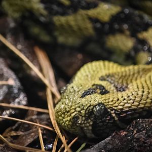 Ethiopian Mountain Viper