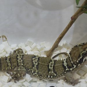 Gecko ID