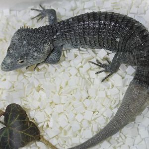 Abronia species