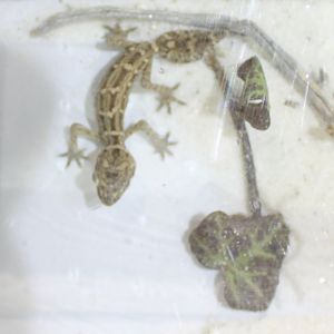 Teratolepis fasciata