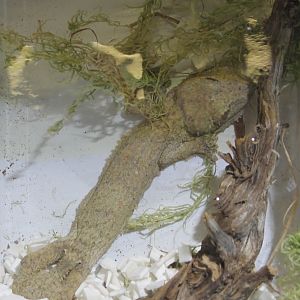 Uroplatus henckeli