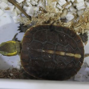 Cuora flavimarginata