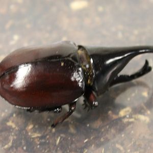 Xylotrupes gideon sumatrensis