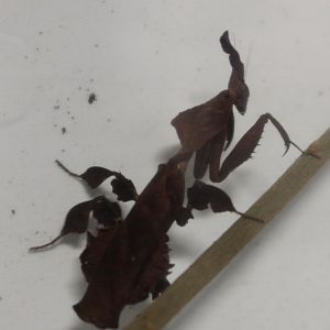 Phyllocrania paradoxa