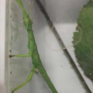 Diapherodes gigantea