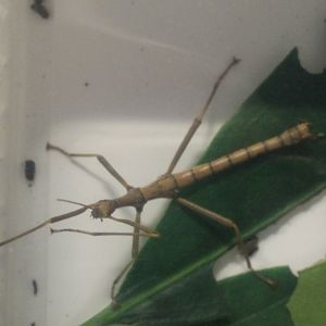 Rhapiderus spinigerus