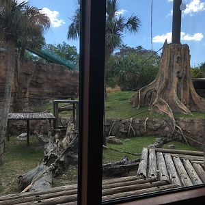 Jungala - Orangutan Exhibit