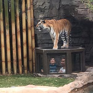 Jungala - Tiger Pop-up Bubble