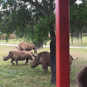 Romping White Rhinos