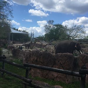 Asian Elephant Exhibit