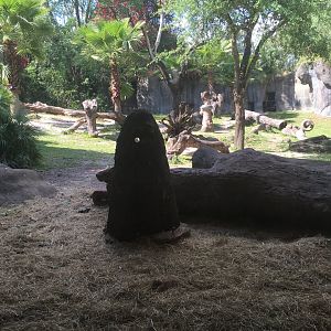 Myombe Reserve - Gorilla Exhibit
