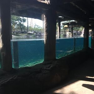 Edge of Africa - Hippo Pool