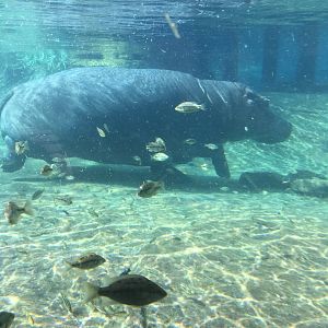 Hippo Underwater