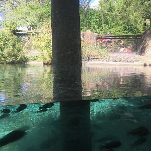 Edge of Africa - Nile Crocodile