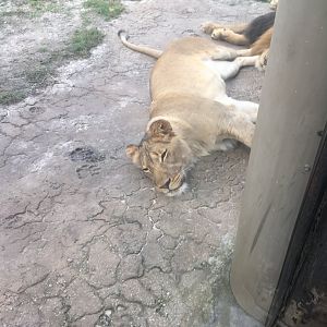 Resting Lioness