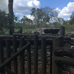 Edge of Africa - Lion Exhibit