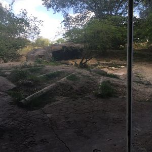 Edge of Africa - Spotted Hyena Exhibit
