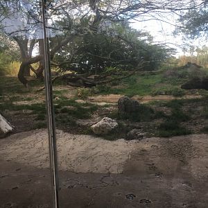 Edge of Africa - Spotted Hyena Exhibit