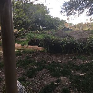 Edge of Africa - Spotted Hyena Exhibit