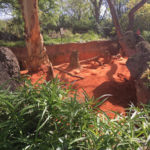 Edge of Africa - Meerkat Exhibit