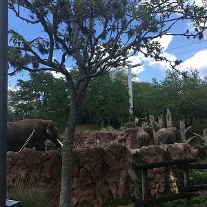 Asian Elephant Exhibit
