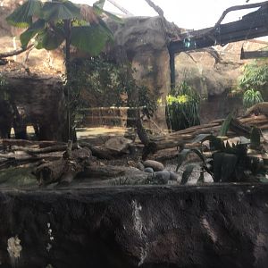 Komodo Dragon Exhibit