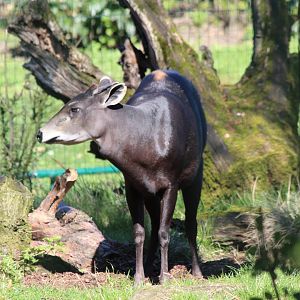 Yellow-backed Duiker - Frankfurt Zoo - March 2017
