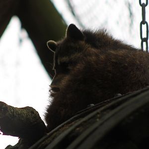 Raccoon